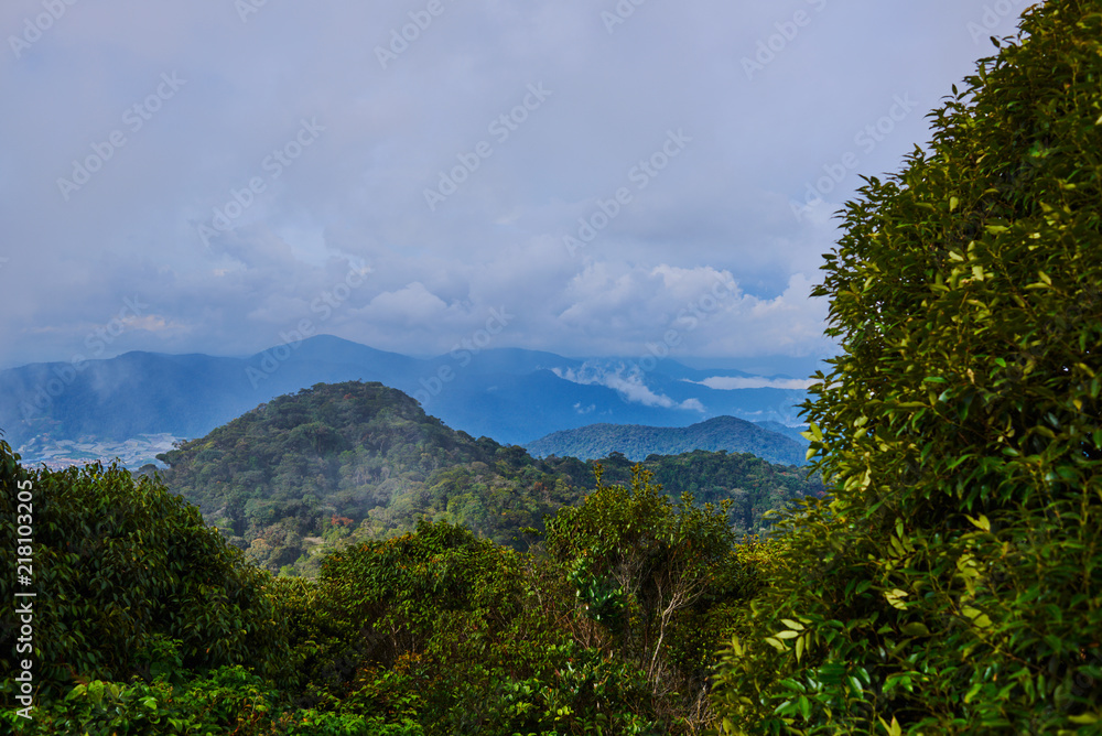 东南亚的深热带丛林。茂密的热带雨林，自然背景。令人惊叹的景色