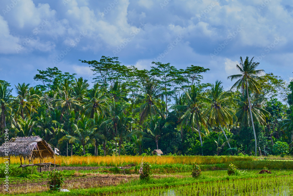 Picturesque rural landscape.  . Color in nature. Beauty in the world. Green riсe fields and blue sky