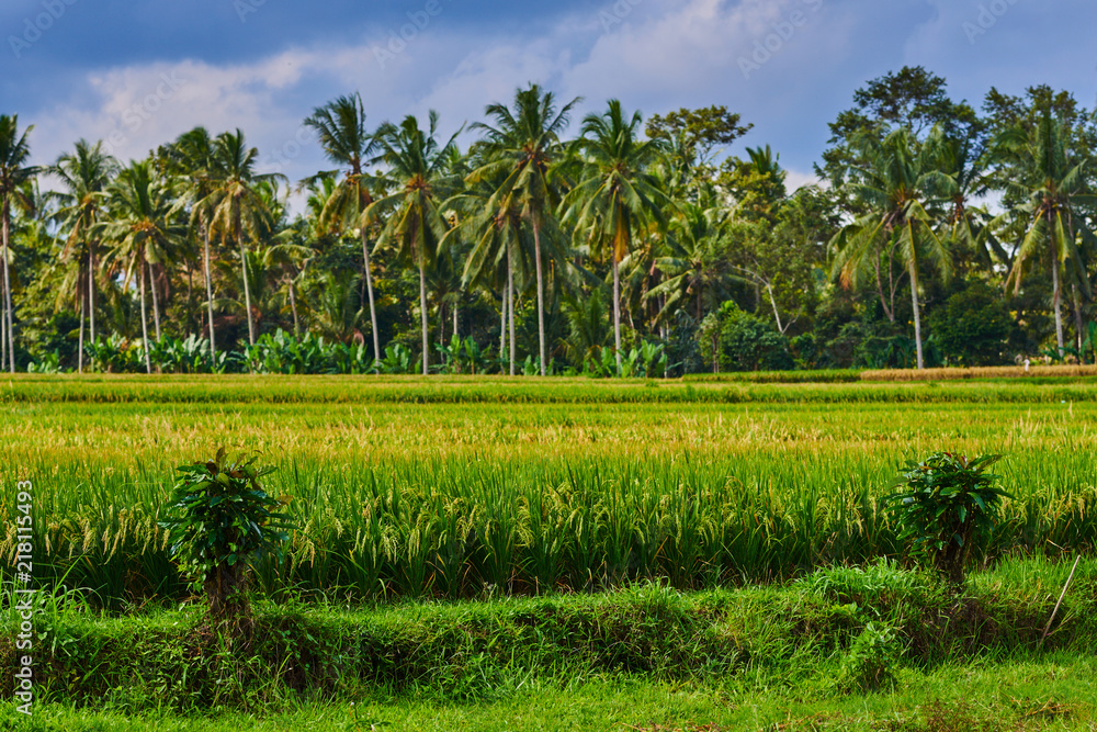  Rural landscape. Bali rice fields. Color in nature. Beauty in the world. Green riсe fields and blue