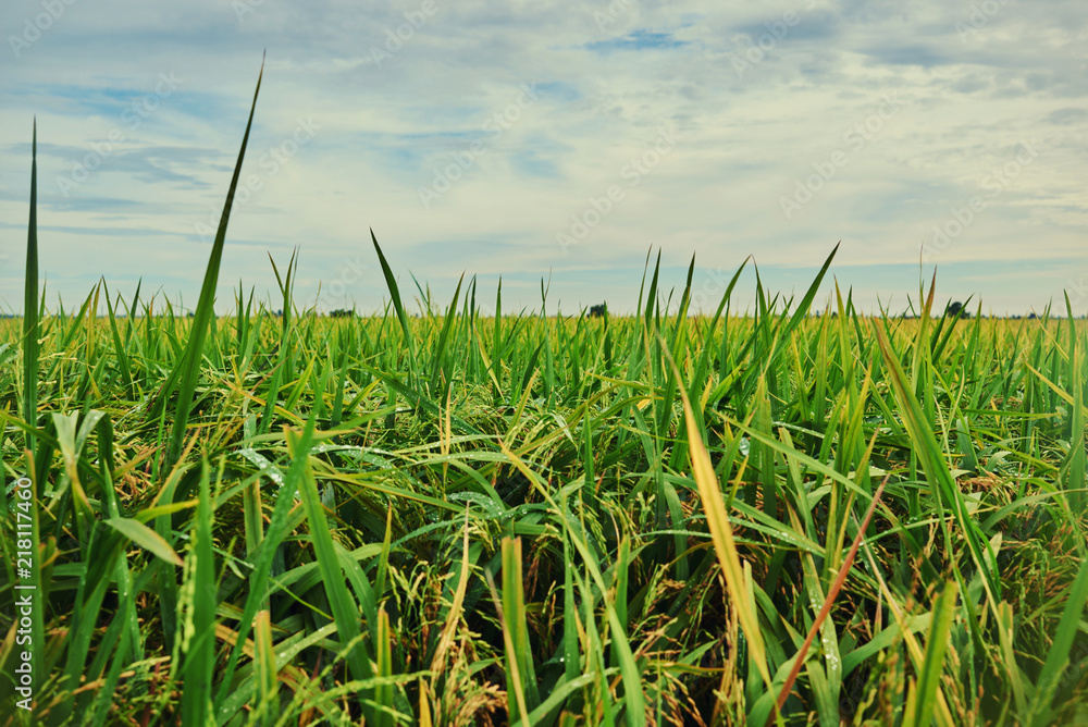 Сlose up of yellow green rice field. Autumn rice field of good harvest. Agriculture. Harvesting time