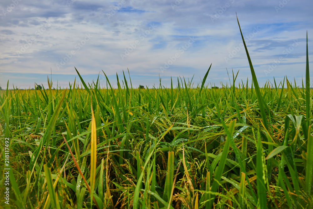 Сlose up of yellow green rice field. Autumn rice field of good harvest. Agriculture. Harvesting time