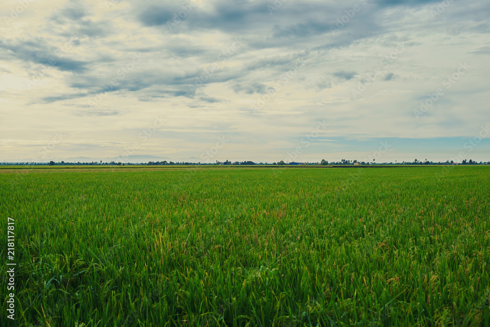 Сlose up of yellow green rice field. Autumn rice field of good harvest. Agriculture. Harvesting time