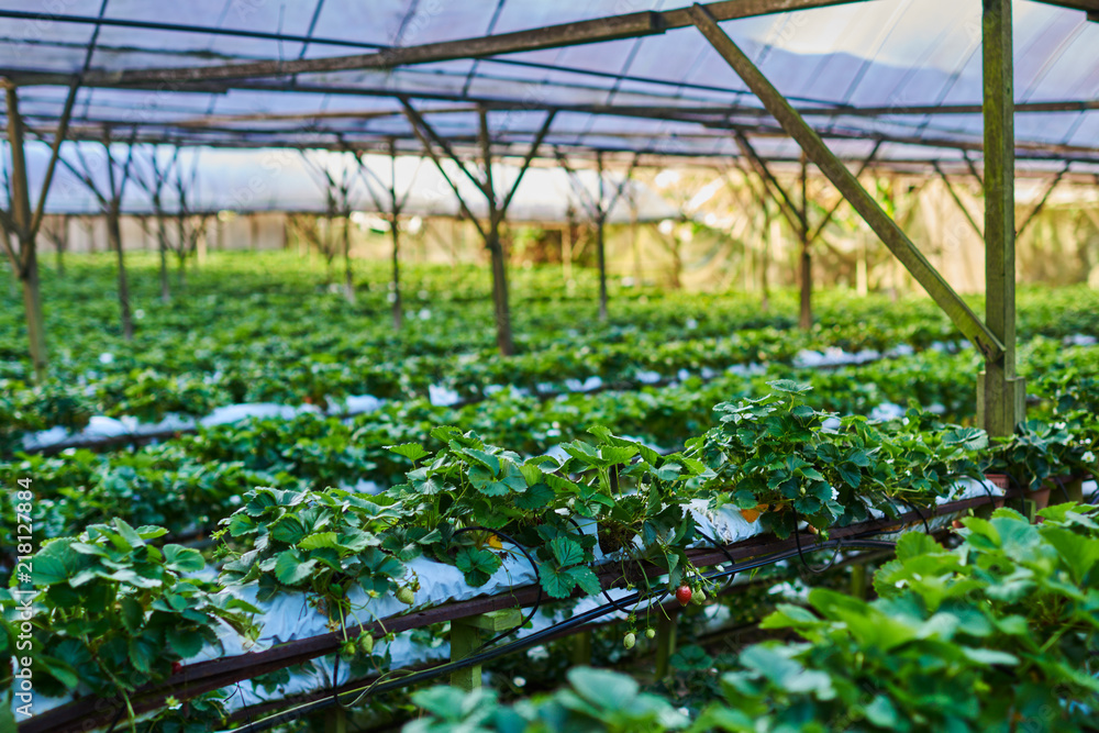 种植园水培植物行。室内草莓农场。草莓基质栽培