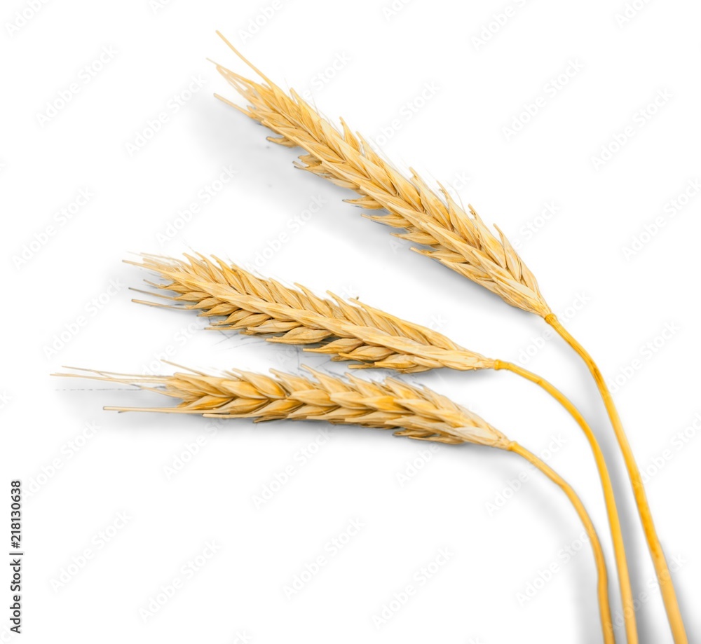 Closeup of Golden Barley / Wheat Plants