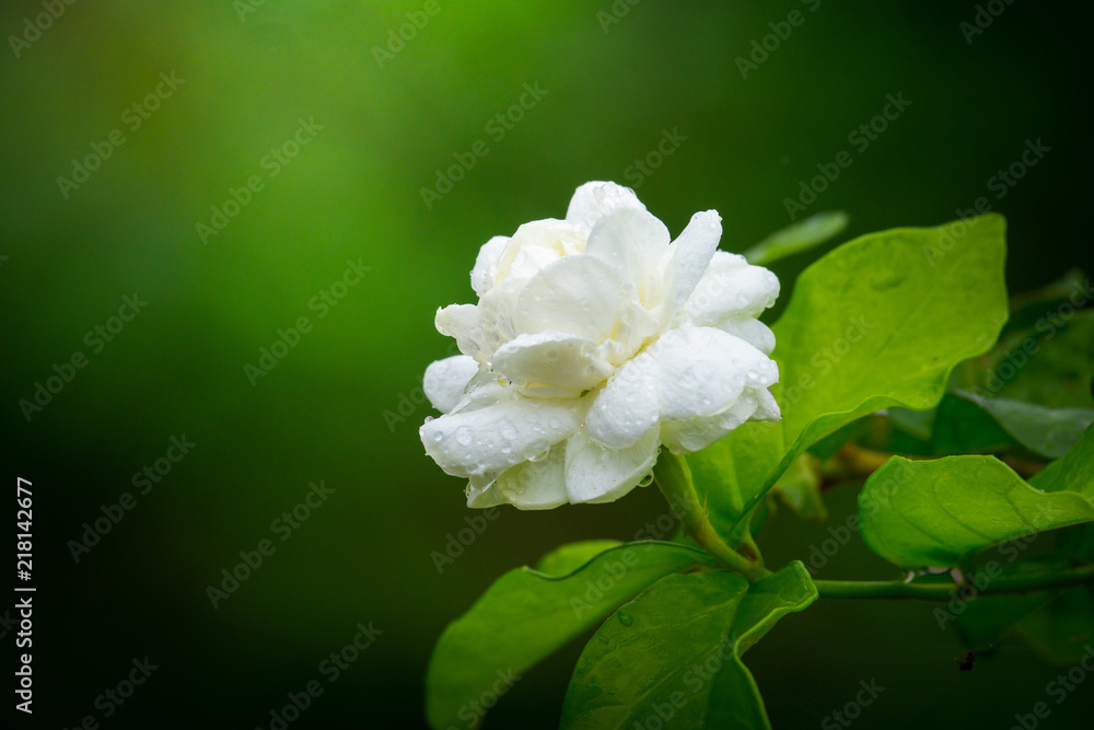 天然绿色背景下的白色茉莉花淋雨