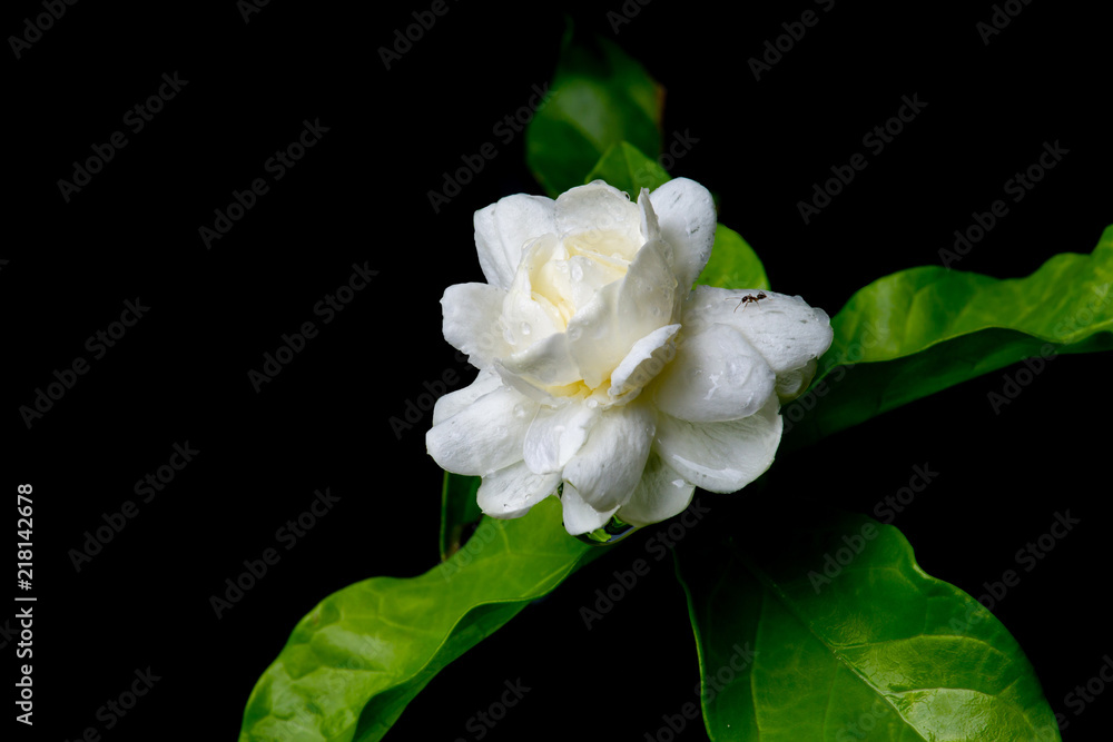 特写白色茉莉花黑色背景下的湿雨