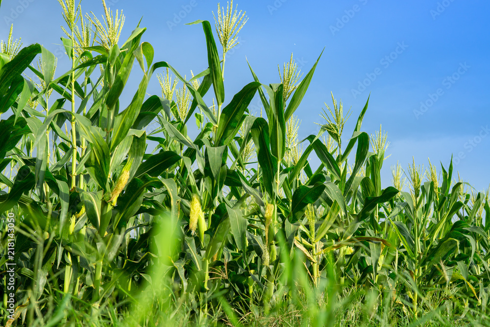 Green corn field in agricultural garden, pods corn on trunk