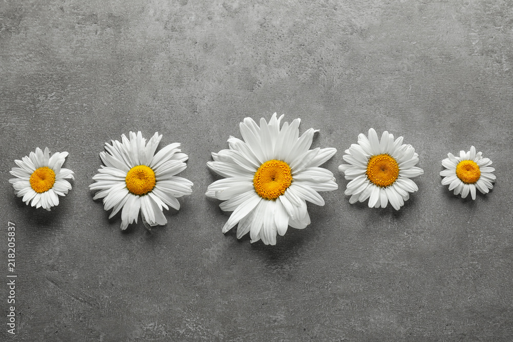 Beautiful camomile flowers on grey background