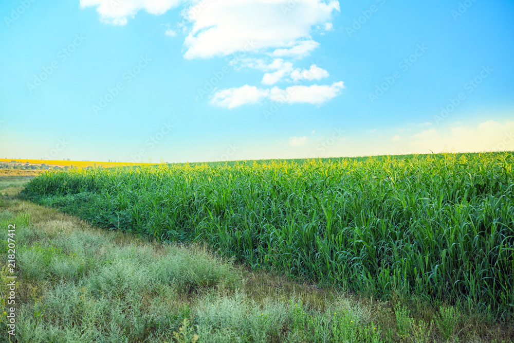 View of corn field on summer day