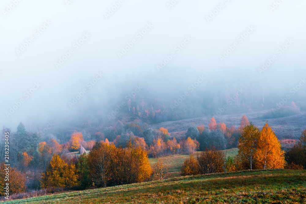 秋山上的美景。美妙的晨曦中的黄色和橙色树木。喀尔巴阡山