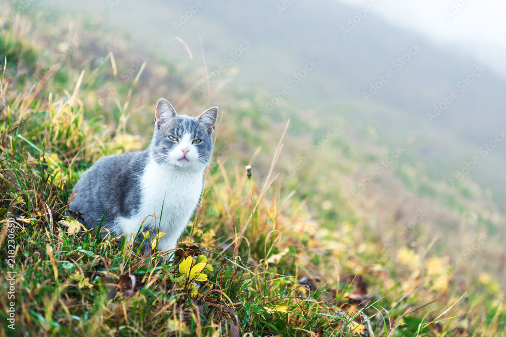 绿色草地上的猫特写。动物摄影