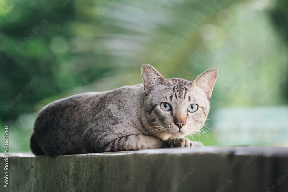 房子墙上的猫看着相机