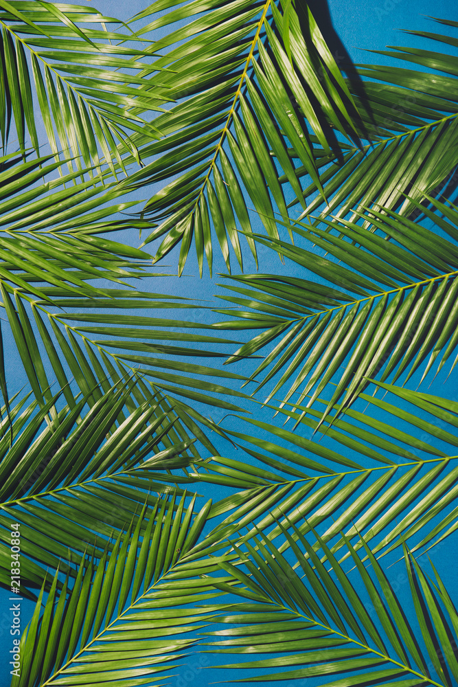 tropical palm foliage, greenery background, summer concept