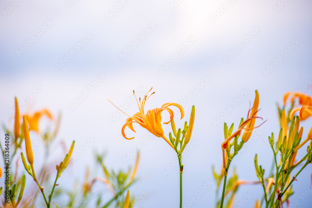 以明亮的蓝色为背景，橙色的黄花（茶色的黄花）在整座山上绽放