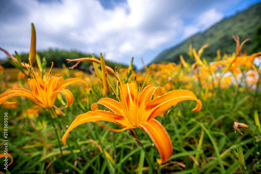 以明亮的蓝色为背景，橙色的黄花（茶色的黄花）在整座山上绽放