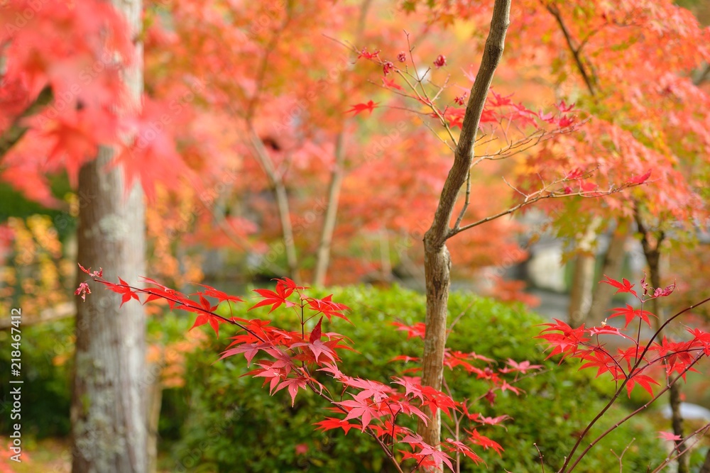 日本庭園の紅葉