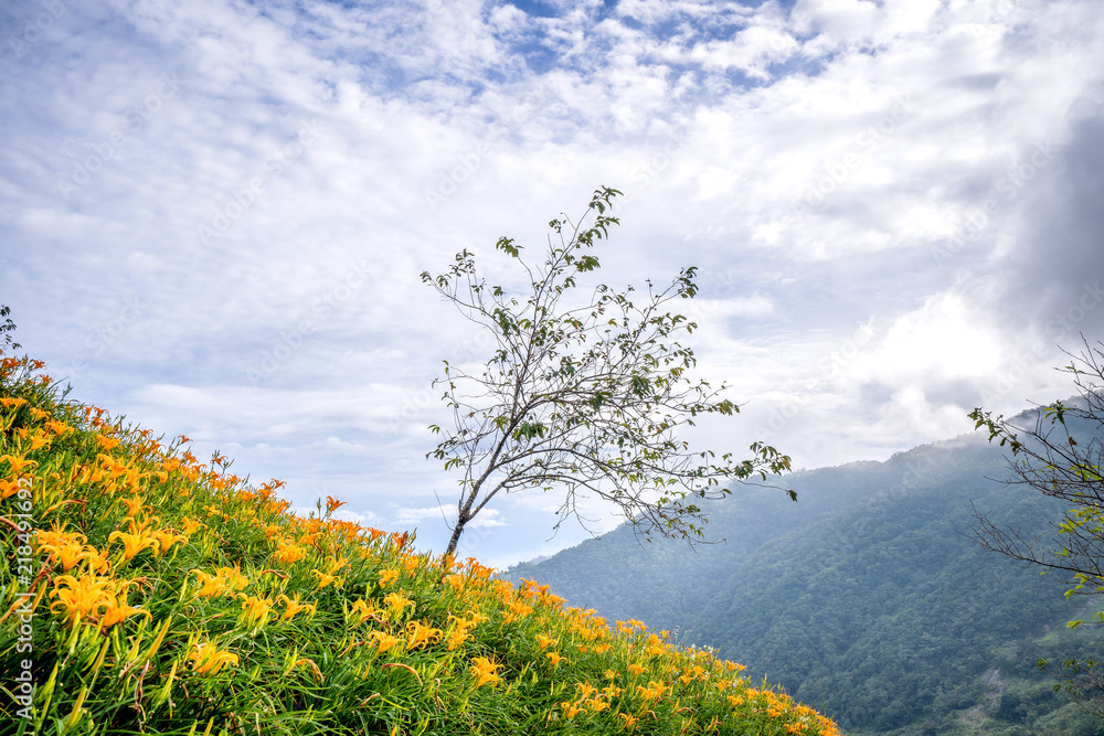 台东蓝天云的太麻里山桔黄色（茶色）花场，