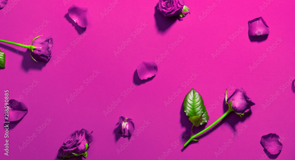 Beautiful purple roses on red background. Holiday rose flowers with leaves and petals flatlay. Love,