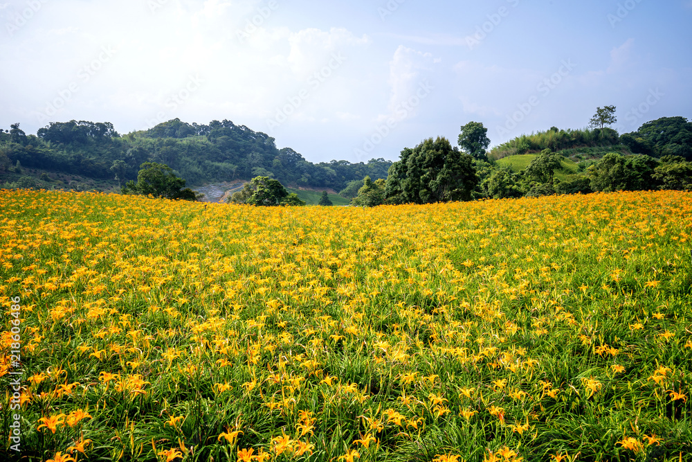 奇克山（奇克山）的橙色黄花菜（茶色黄花菜）花场，有蓝天和木屐