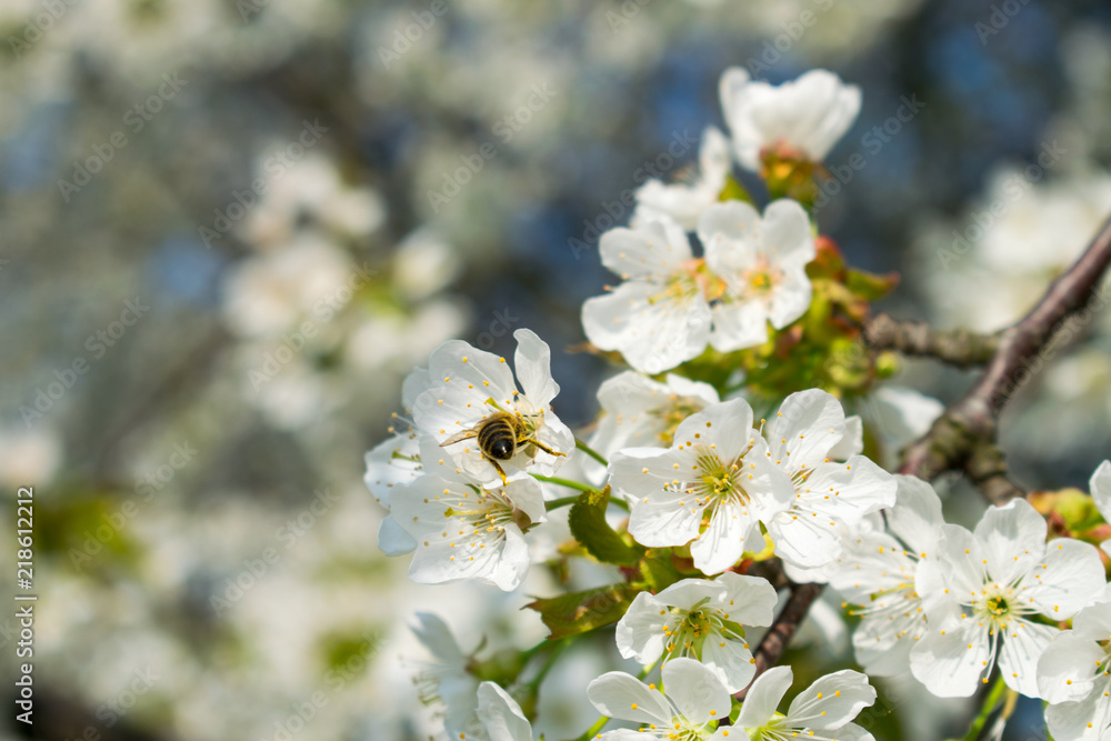 蜜蜂