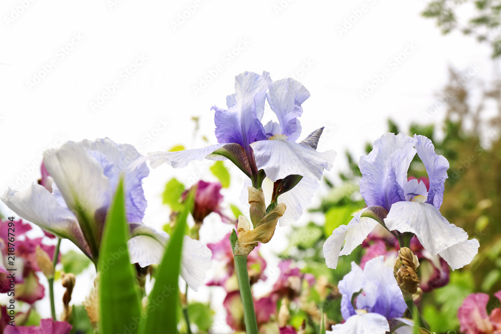 户外春日美丽的鸢尾花