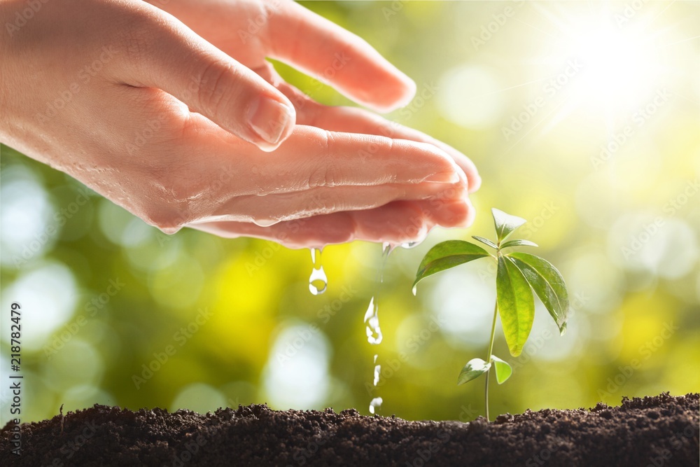 Hands Watering Young Plant