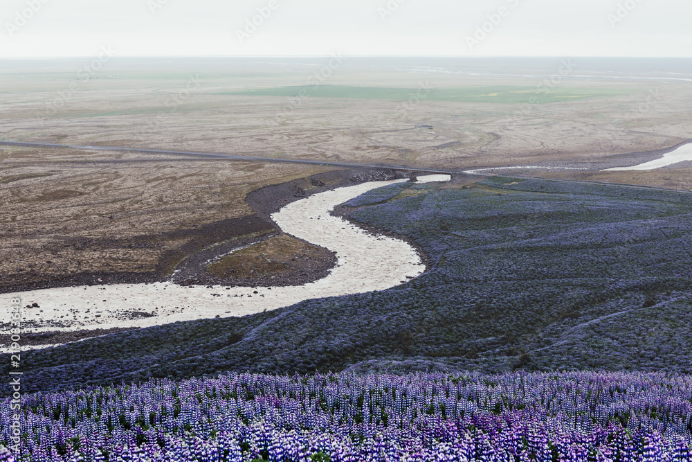 Typical Iceland landscape with river and lupine flowers field. Summer time