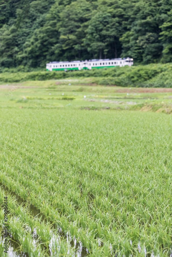 福岛县夏季稻田和多山铁路线。