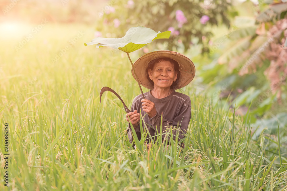 Asian farmer in rice field.