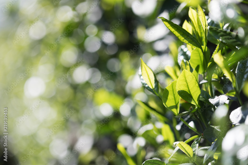 closeup fresh green tea leaves