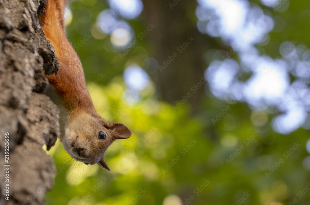 Red squirrel on a tree, with a beautiful bokeh in the background. Low depth of sharpness.