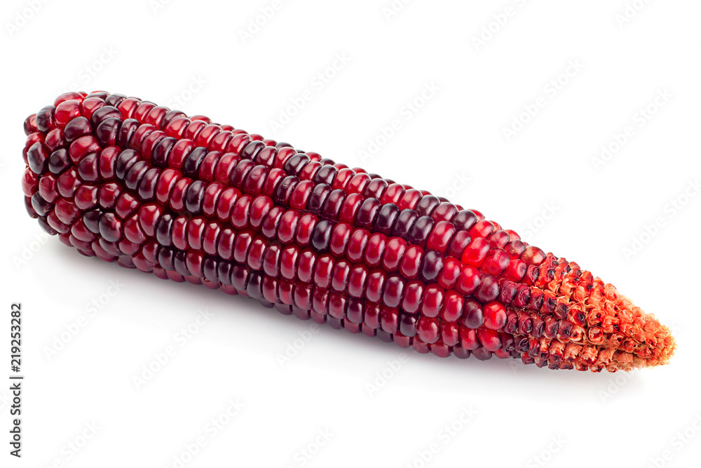 Ornamental corn closeup on white