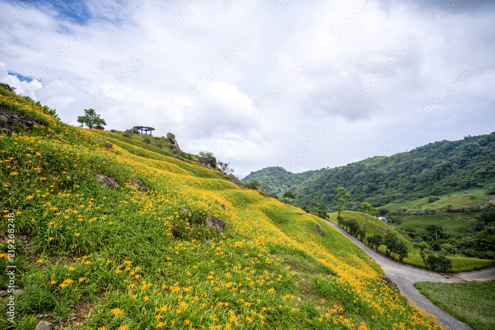 六十石山（柳石丹山）的橙色黄花（茶色黄花）花卉农场，蓝色s