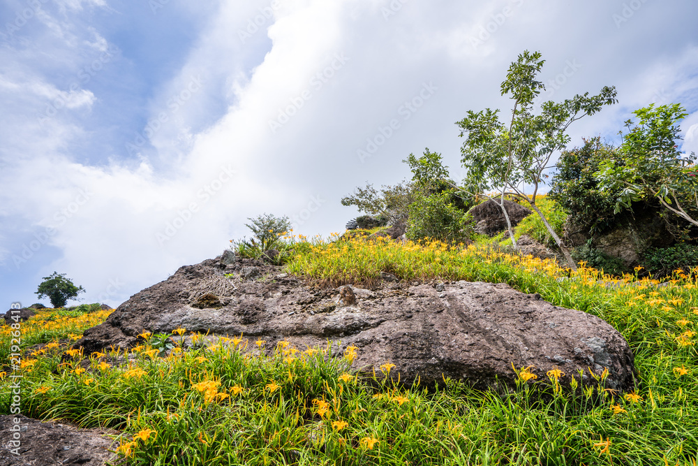 六十石山（柳石丹山）的橙色黄花菜（黄褐色黄花菜）花卉农场，带有蓝色s