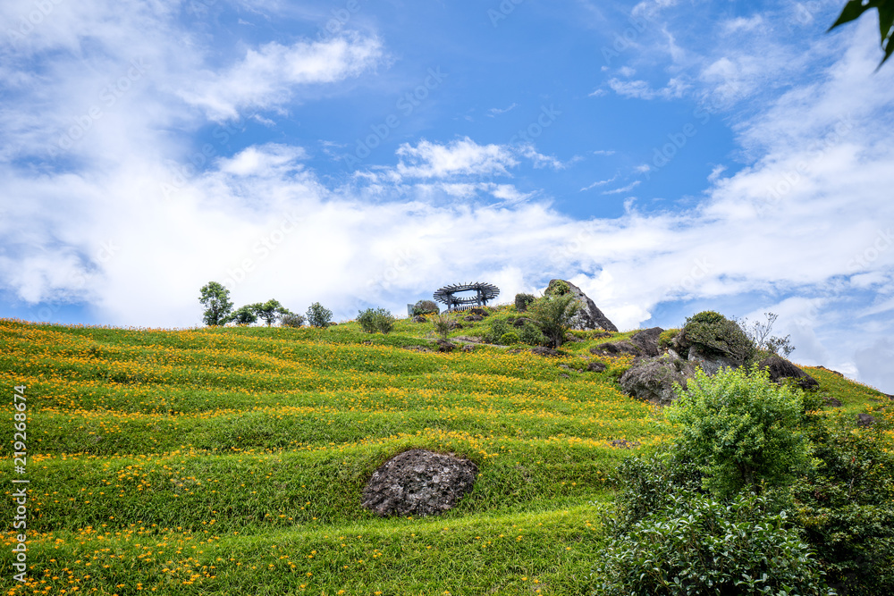 六十石山（柳石丹山）的橙色黄花（茶色黄花）花卉农场，蓝色s