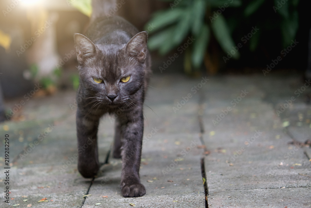 年轻的泰国黑猫在花园里散步