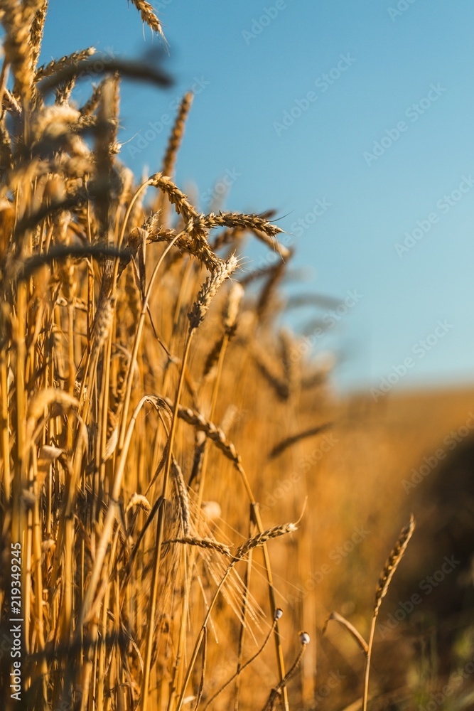 Golden Barley / Wheat Field