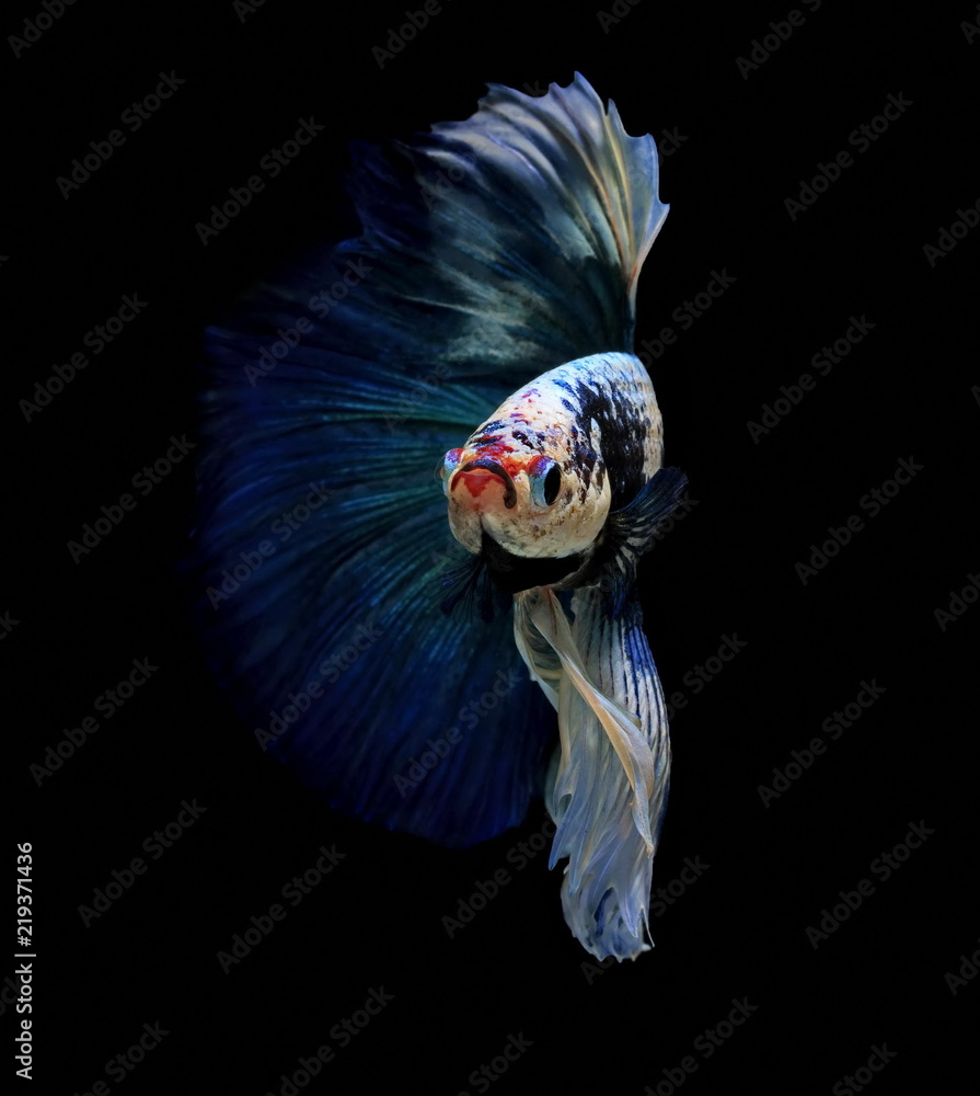 Fish fighting, beautiful fish, colorful fish fighting Siam, on a black background.