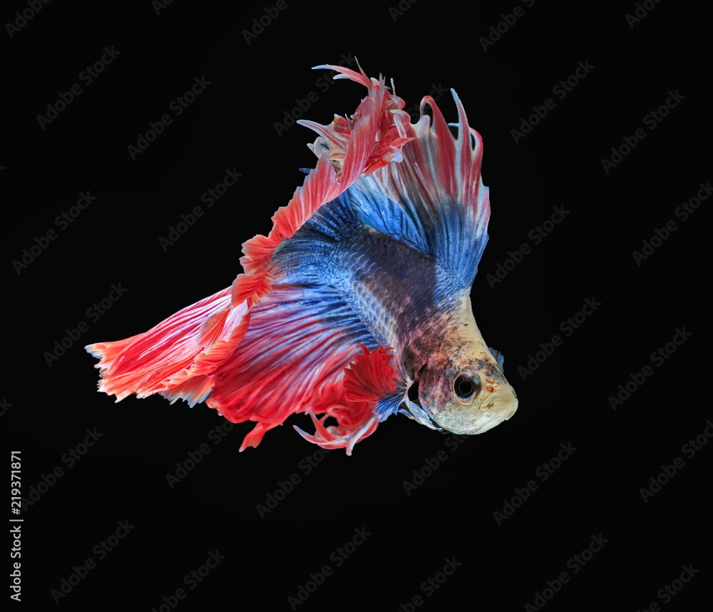 Fighting fish, beautiful fish, beautiful color fighting fish Siam, black background.