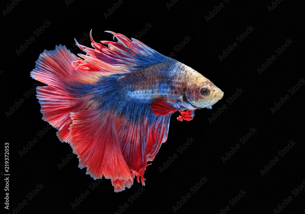 Fighting fish, beautiful fish, beautiful color fighting fish Siam, black background.