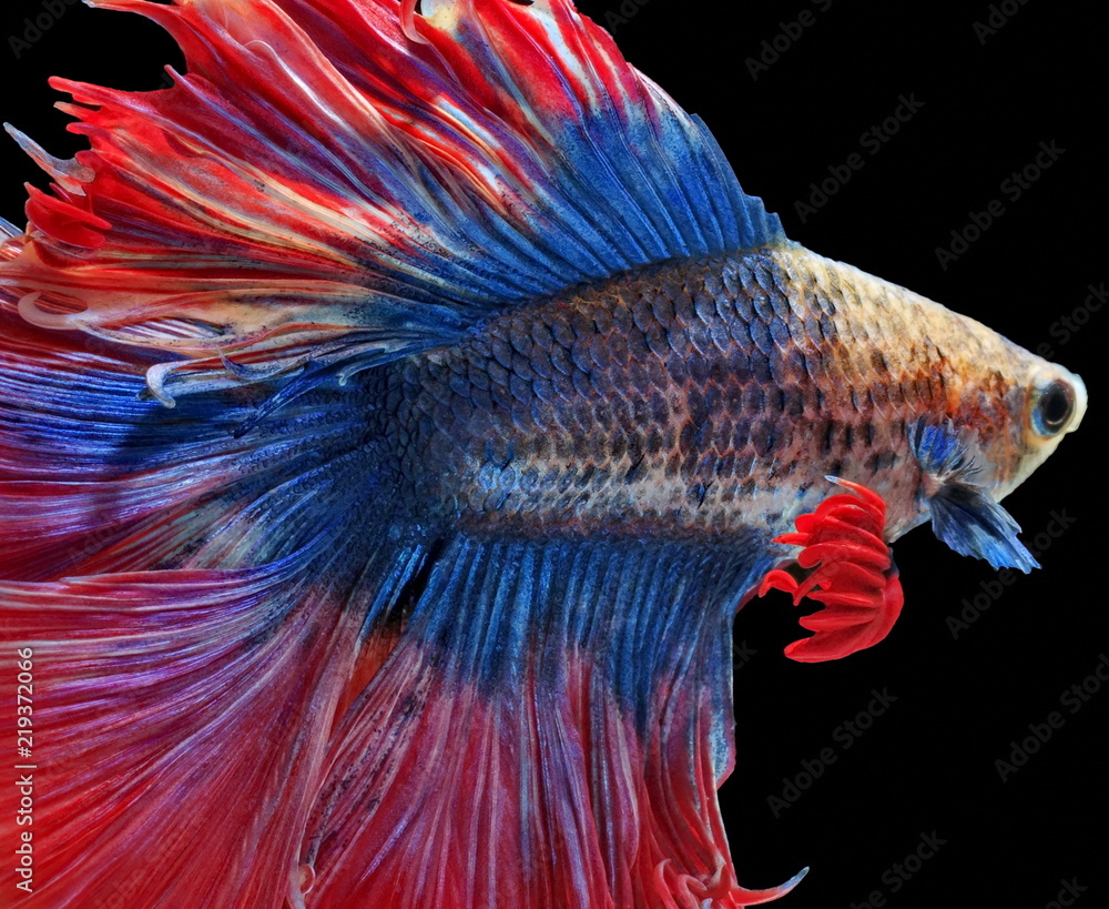 Fighting fish, beautiful fish, beautiful color fighting fish Siam, black background.