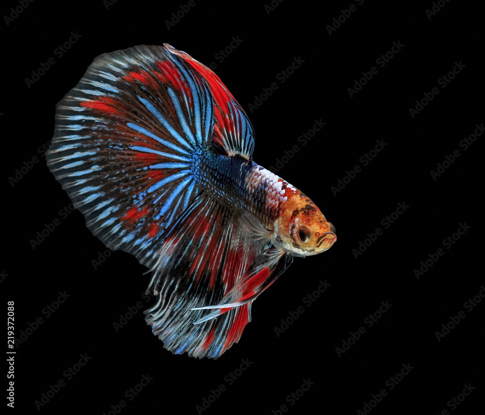 Fighting fish, beautiful fish, beautiful color fighting fish Siam, black background.