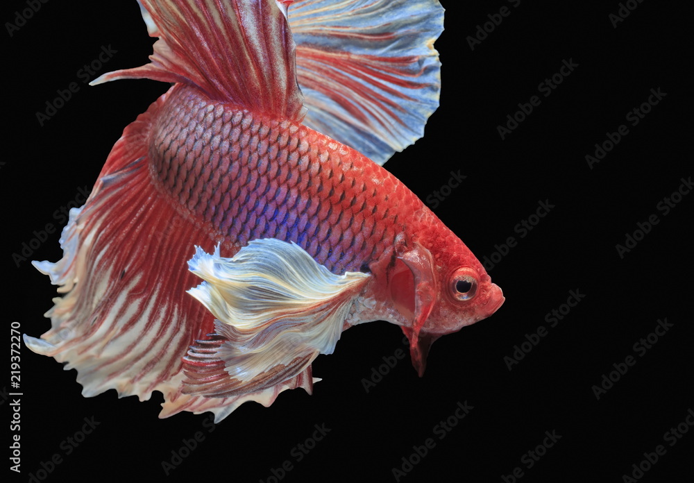 Fish fighting, beautiful fish, colorful fish fighting Siam, colorful tail, prominent action, good po