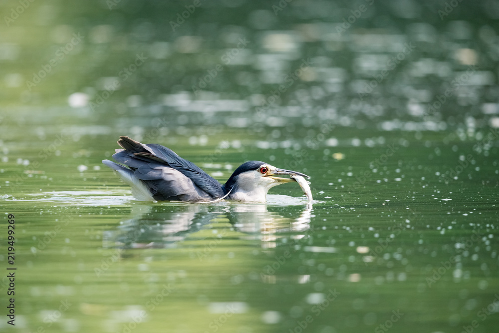 night heron prey closeup