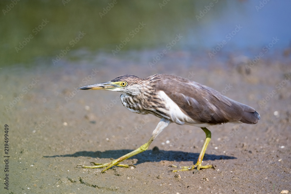 chinese pond heron