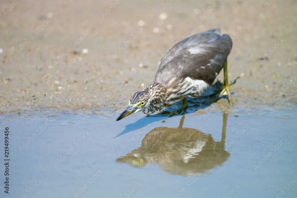 chinese pond heron