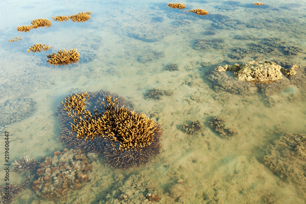 coral reef during low tide water in the sea at rawai beach Phuket island