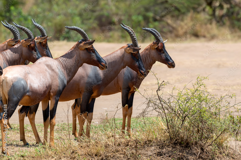 Topi Antelope (Damaliscus lunatus)