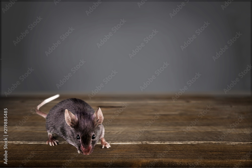 Gray mouse animal  on  background