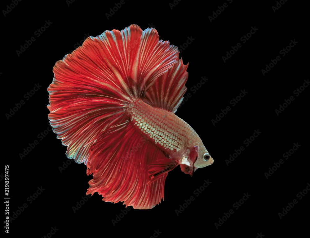 Siamese fighting fish, red fish, black background Betta splendens, Betta Fish, Halfmoon Betta.